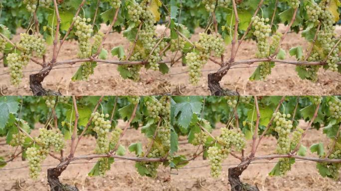维门蒂诺葡萄。幼苗上长着一束成熟的白葡萄。农业。