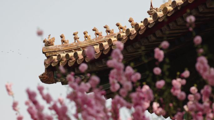 北京故宫博物院内绽放的樱花和屋脊兽