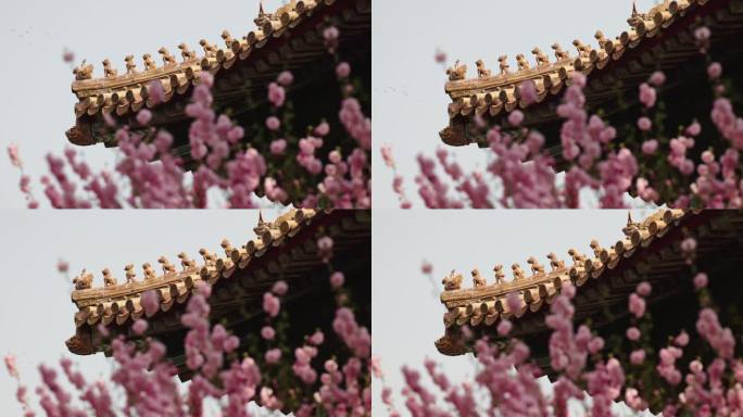北京故宫博物院内绽放的樱花和屋脊兽