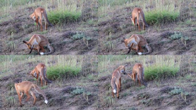 两只可爱的红狐狸幼崽在野外玩耍。Vulpes