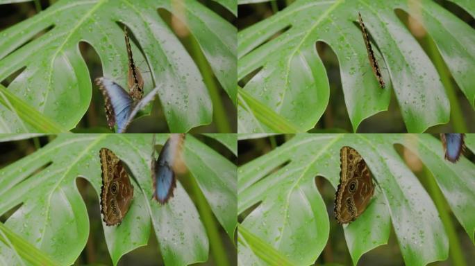 两只蓝色大闪蝶和一株怪兽植物的慢动作剪辑
