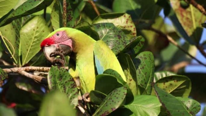 伟大的绿色金刚鹦鹉，阿拉·阿姆比格斯，哥斯达黎加野生动物