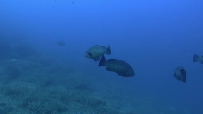 海洋生物-混浊水中的石斑鱼