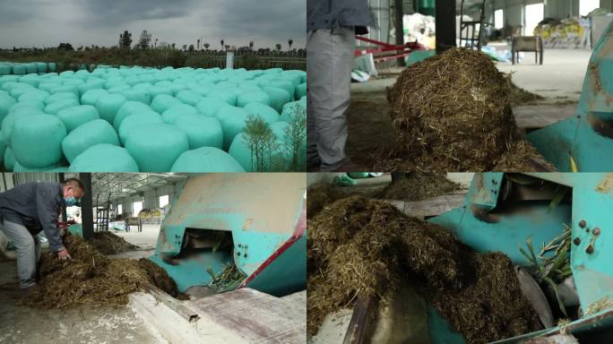 养殖场 青贮饲料 机器打料 添加打包料