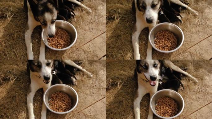 4k分辨率的慢动作宠物概念镜头。妈妈阿拉斯加哈士奇狗躺在鸟舍的木地板上，吃碗里的干粮，这是母亲的幸福