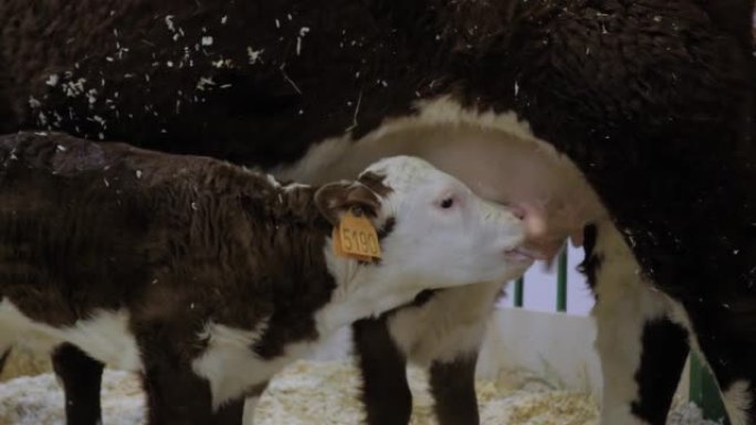 两只可爱的棕色和白色小牛喝着母牛乳房的牛奶