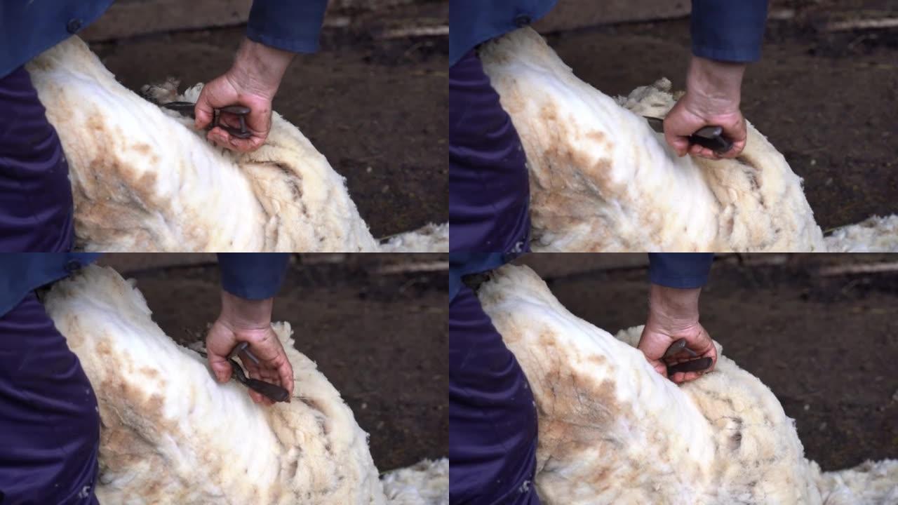 用剪子用传统方式剪羊毛的人的手的特写