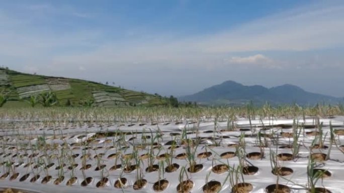 以绿色烟叶种子形式种植在地下的葱蔬菜植物