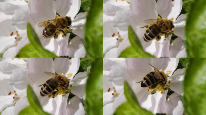 宏射蜜蜂授粉春树白花盛开。慢动作飞行蜜蜂覆盖着花粉，从白色苹果花中收集花蜜。春天的苹果花关闭。