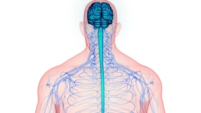 人体神经系统中枢器官脑解剖动画概念