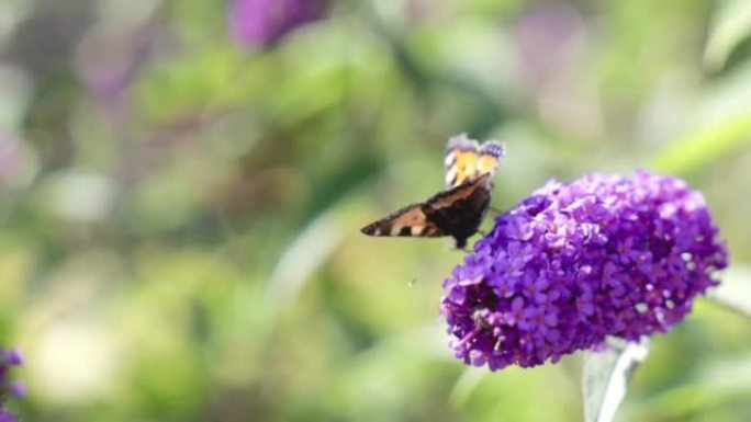橙色蝴蝶，在紫色的大醉鸟蝴蝶丛上有黑白斑点