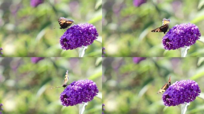 橙色蝴蝶，在紫色的大醉鸟蝴蝶丛上有黑白斑点