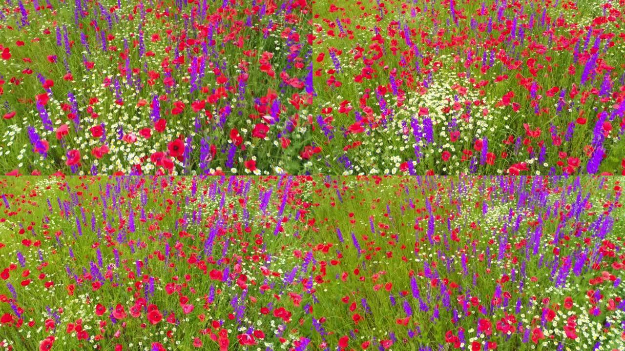 盛开的野花的多彩田野红色罂粟花，雏菊和紫罗兰花，自然景观的空中4k视频