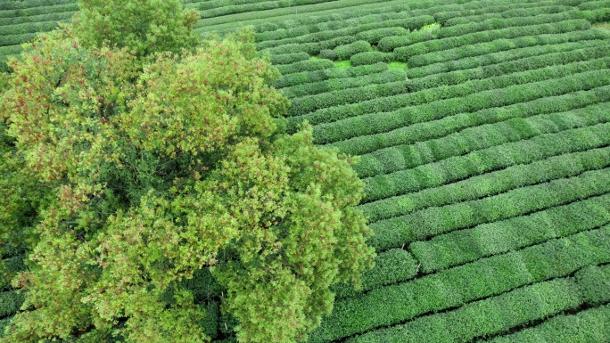 茶园 大树 茶山 杭州龙井茶园