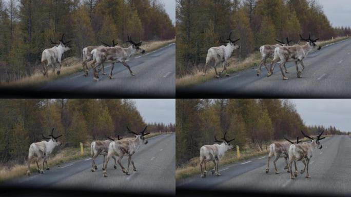 从驯鹿车，兰吉弗·塔兰德斯，沿着冰岛的道路行走