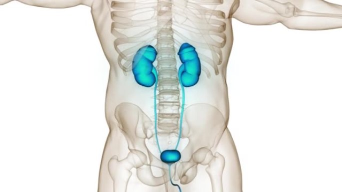 具有膀胱解剖动画概念的人类泌尿系统肾脏