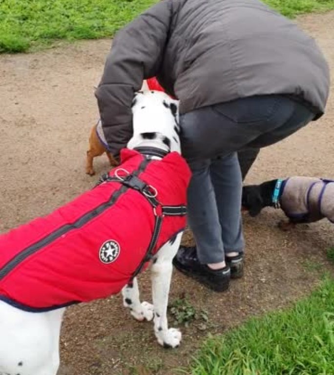 达尔马提亚腊肠犬和马耳他人一起穿越