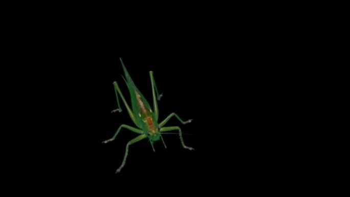 绿色蝗虫隔离在黑色背景-绿色蝗虫迁徙蝗虫短角蝗虫