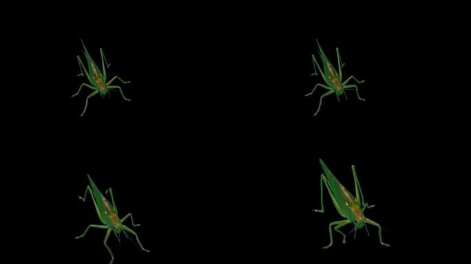 绿色蝗虫隔离在黑色背景-绿色蝗虫迁徙蝗虫短角蝗虫