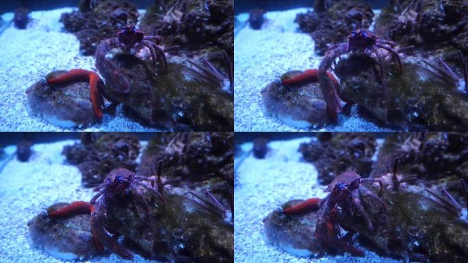 水下螃蟹在海石上移动爪子的特写镜头