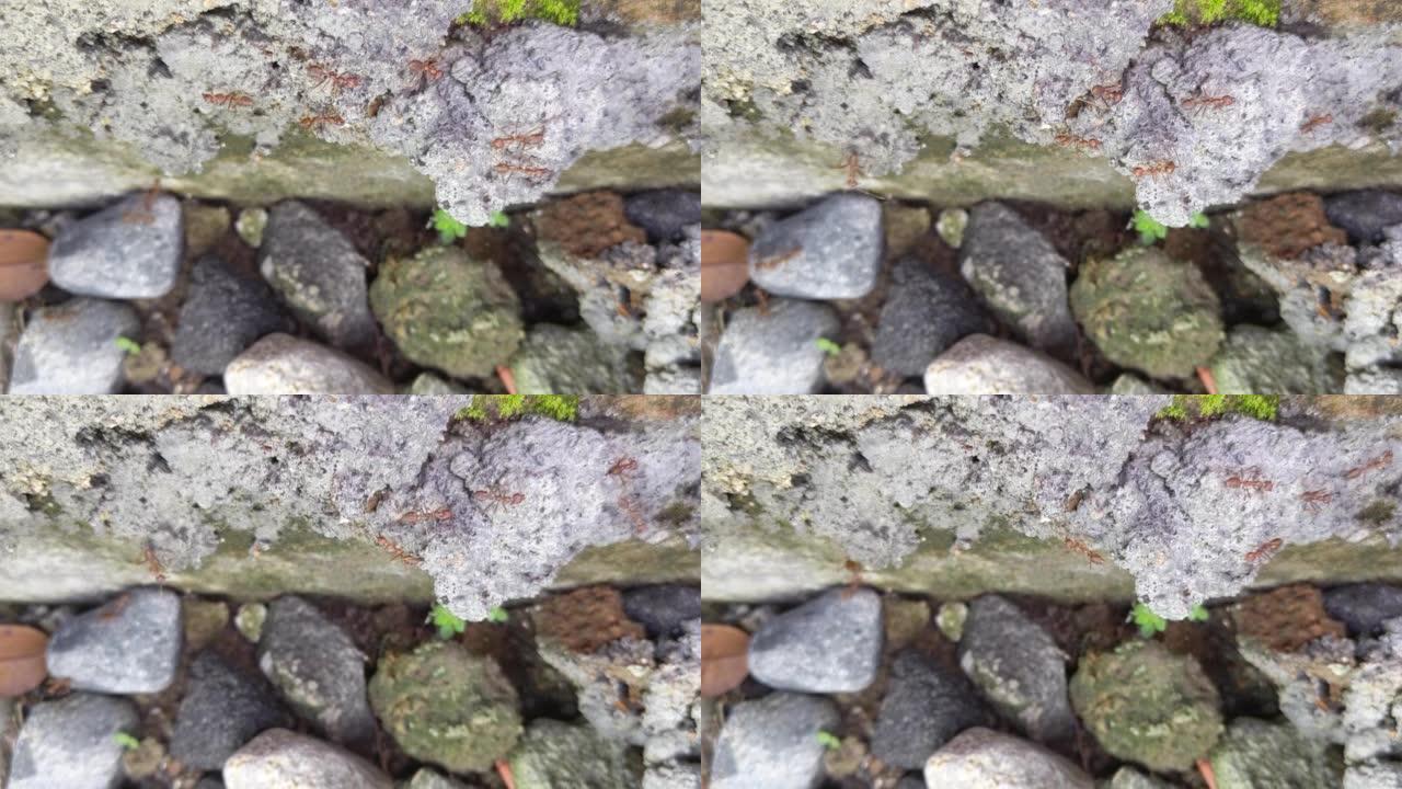 蚂蚁活动，岩石上的蚂蚁