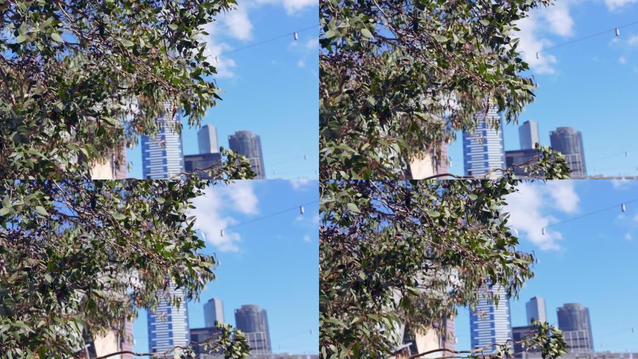 墨尔本联邦广场一棵树上的叶子