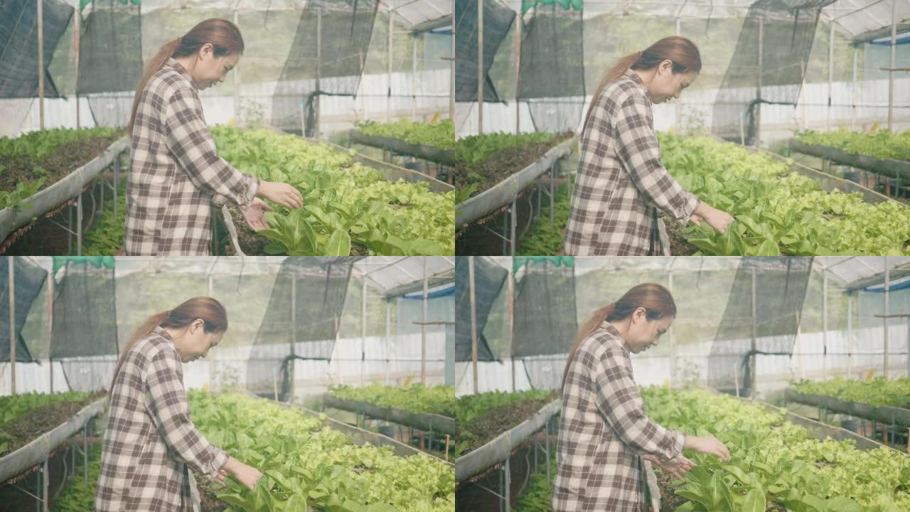 在农场工作的女农民，以实现可持续的未来水培生菜