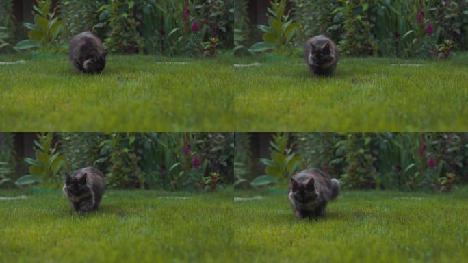 后院花园草坪上的可爱的猫。户外散步的猫