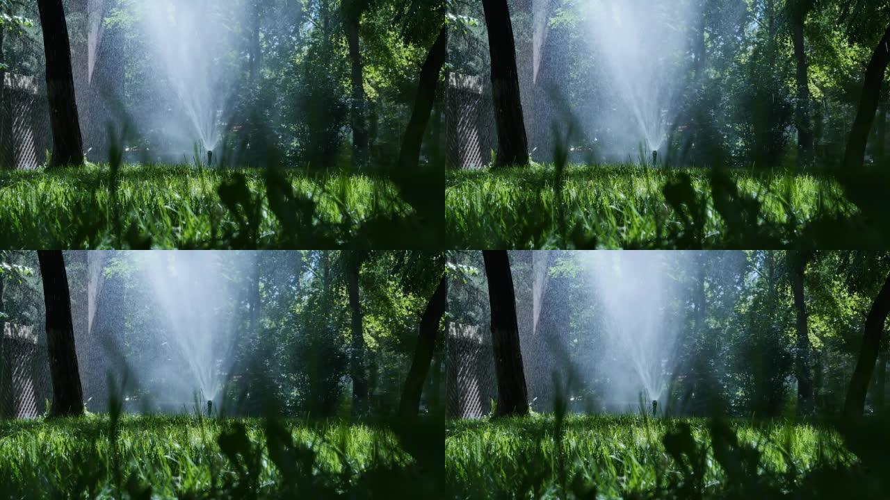 公园的灌溉系统在树木和绿色草坪之间飞溅出许多水。在阳光明媚的日子里，一抹清澈的水喷在草坪上，一只白色