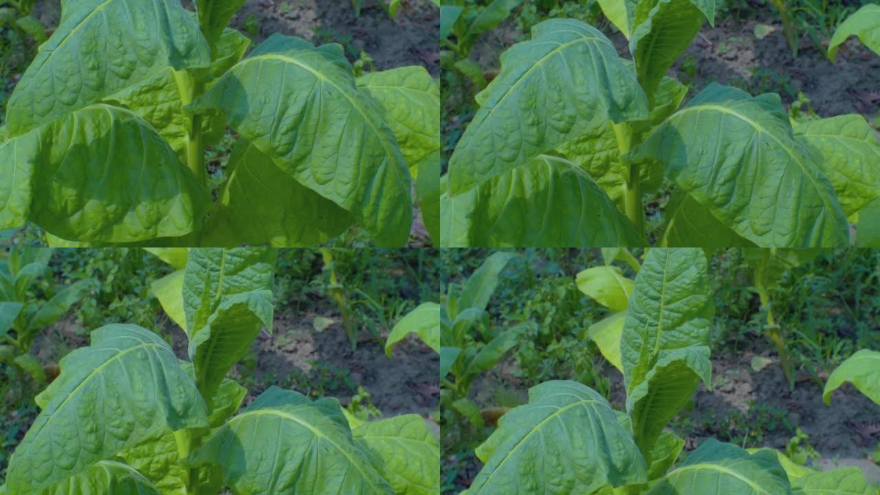 烟草种植上长着大叶绿叶的烟草植物。特写
