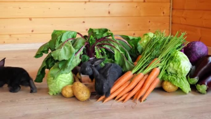 小黑兔坐在各种蔬菜中吃。新鲜农场收获。健康维生素食品盒中的可爱宠物。野兔是根据中国历法2023年的符