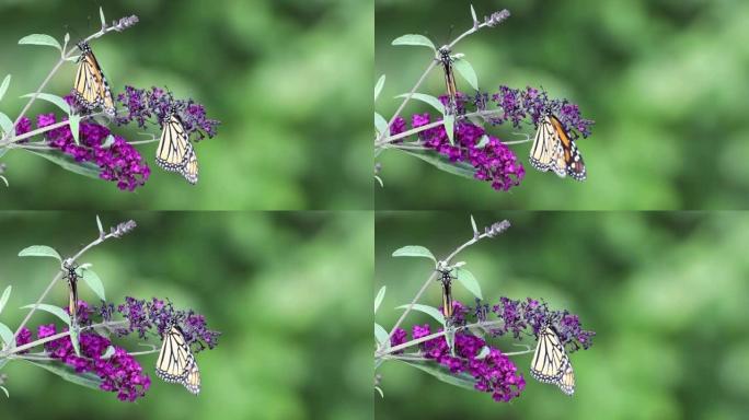 蝴蝶灌木花上的一对帝王羽翼