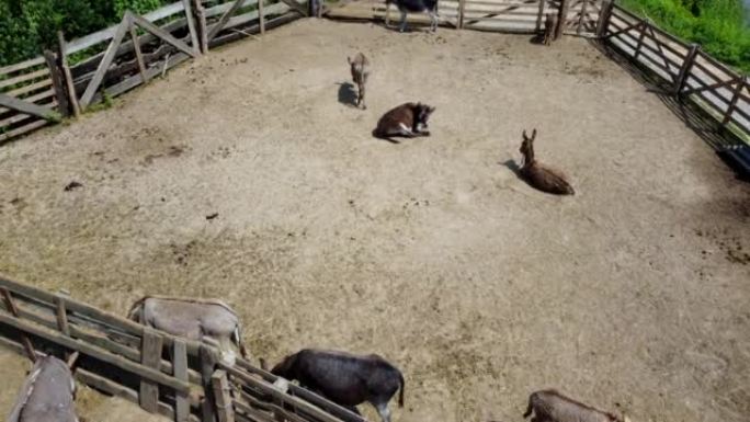 驴农场。空中无人驾驶飞机在驴农场的畜栏中站立和躺卧的许多驴子上飞行。村庄里的家养农村动物。夏季围场的
