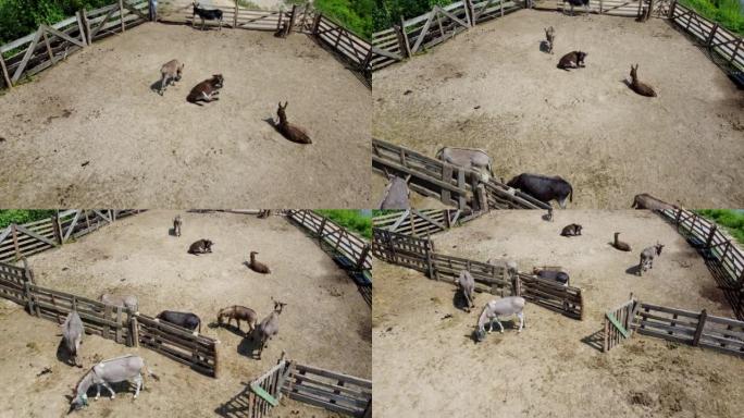 驴农场。空中无人驾驶飞机在驴农场的畜栏中站立和躺卧的许多驴子上飞行。村庄里的家养农村动物。夏季围场的