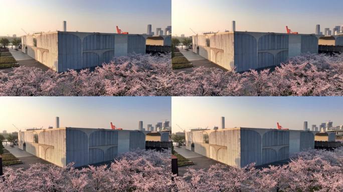 上海龙美术馆樱花盛开上海徐汇滨江樱花航拍