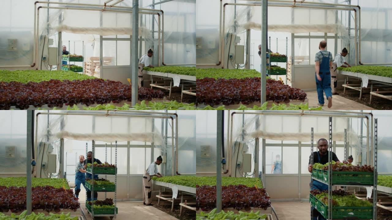 非裔美国农场工人进入温室，同时推着装有蔬菜幼苗的板条箱