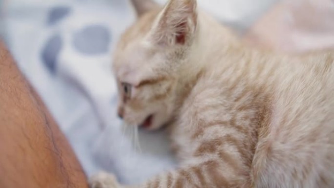 肖像可爱小动物宠物家养幼猫在家里的床上玩得很开心，可爱的条纹虎斑猫宝宝爪子哺乳动物蓬松的猫猫小猫用好