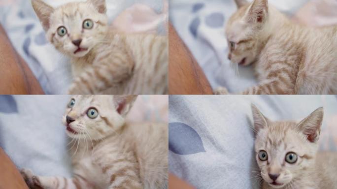 肖像可爱小动物宠物家养幼猫在家里的床上玩得很开心，可爱的条纹虎斑猫宝宝爪子哺乳动物蓬松的猫猫小猫用好
