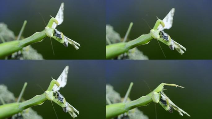 绿色螳螂的特写肖像坐在树枝上，吃捕获的蝴蝶。欧洲螳螂 (mantis religiosa) 和东方浴