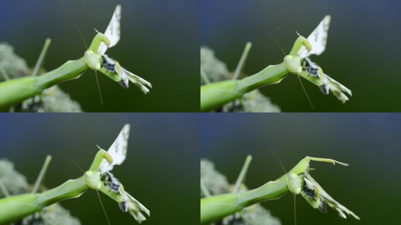 绿色螳螂的特写肖像坐在树枝上，吃捕获的蝴蝶。欧洲螳螂 (mantis religiosa) 和东方浴