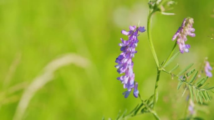 Vicia cracca。Vetch花靠近野豌豆。作为引进物种出现在其他大陆，包括北美。