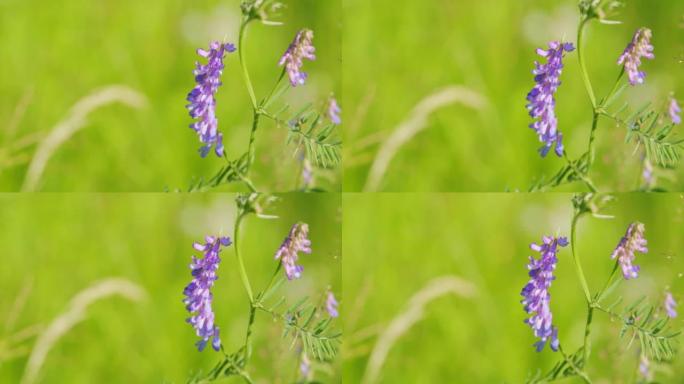 Vicia cracca。Vetch花靠近野豌豆。作为引进物种出现在其他大陆，包括北美。