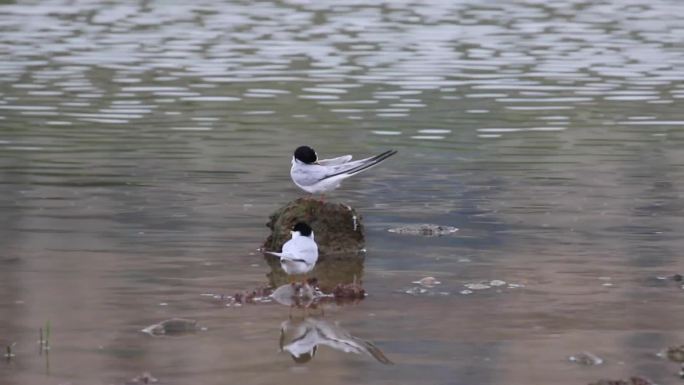 燕鸥鸟吃鱼河边整理羽毛视频素材