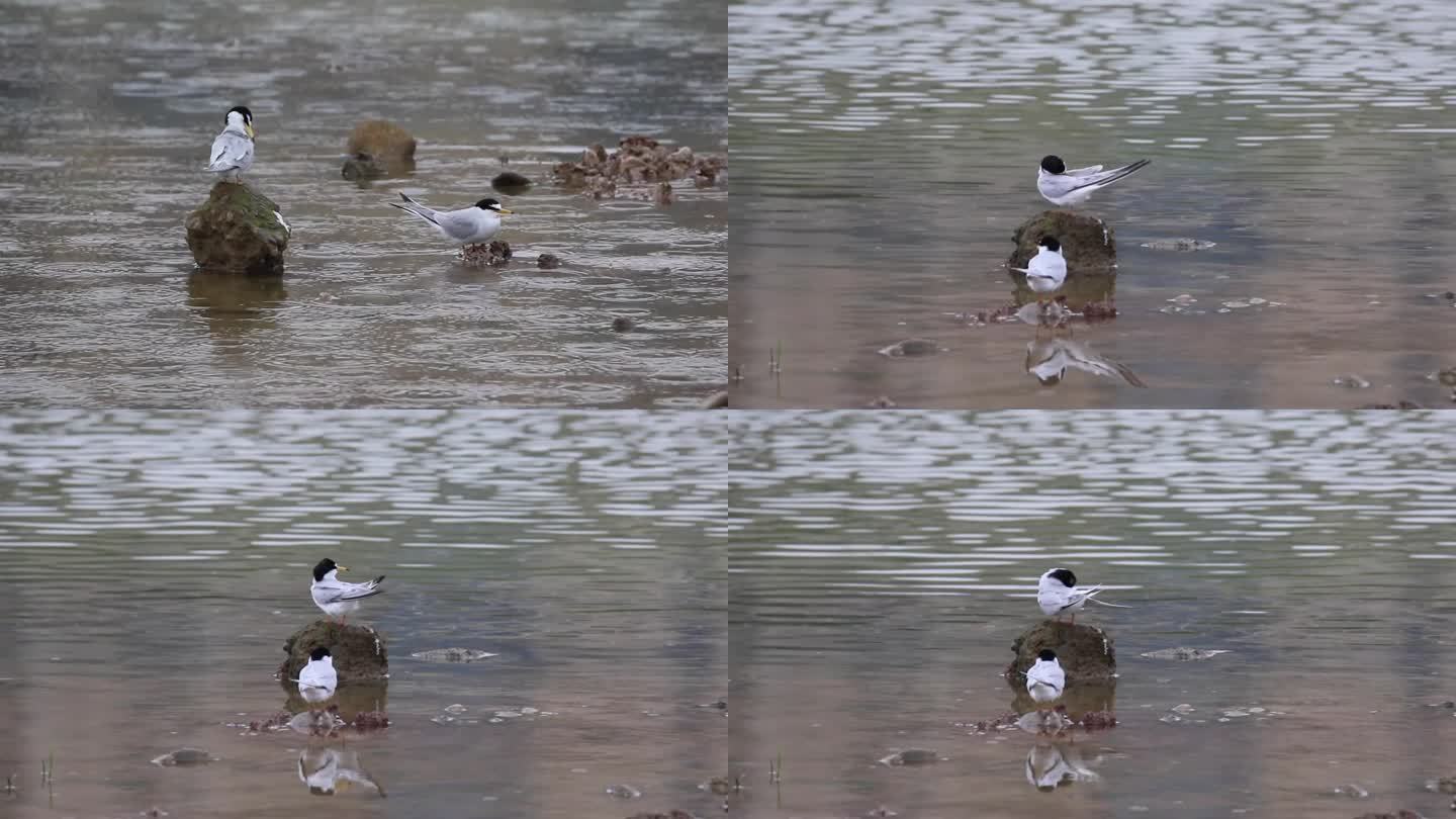 燕鸥鸟吃鱼河边整理羽毛视频素材