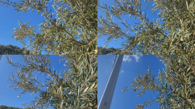 风力涡轮机附近的橄榄树