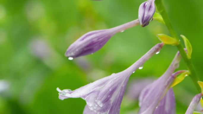 雨后紫萼视频