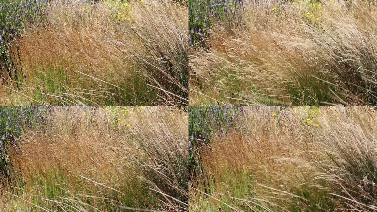 俄勒冈州纽波特海风吹拂的长野草