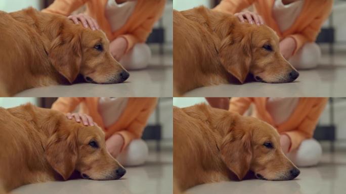 Sad dog gets pleasure when her master stroked.