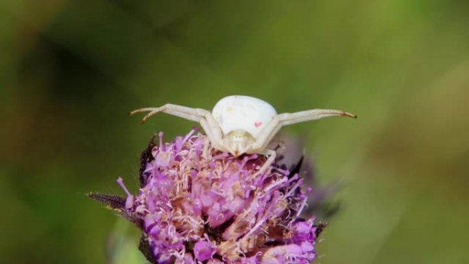 白蟹蜘蛛在花上等待猎物，Misumena vatia