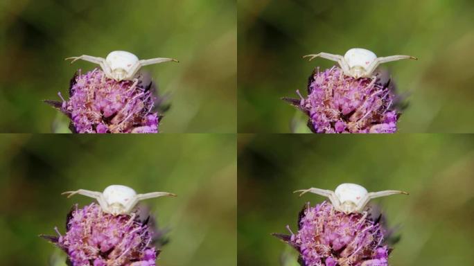 白蟹蜘蛛在花上等待猎物，Misumena vatia